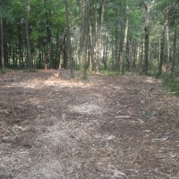 Fecon Bullhog Wood Clearing